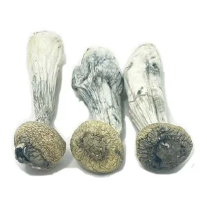 Albino Penis Envy Mushrooms
