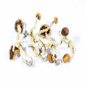 Cambodian Mushrooms